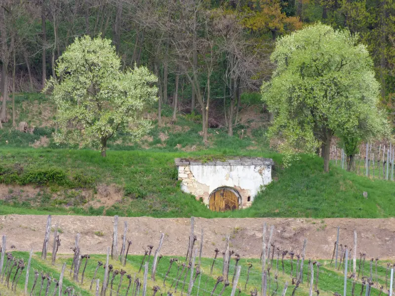 Weingarten und Kellergasse in Niederösterreich